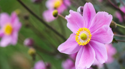 Anemone